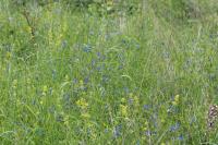 Aegonychon purpurocaeruleum