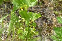 Aristolochia clematitis