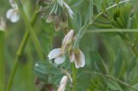 Vicia pannonica