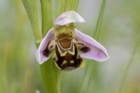 Ophrys apifera