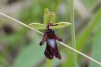 Ophrys insectifera