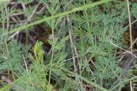 Seseli montanum