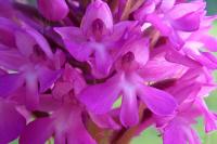 Anacamptis pyramidalis