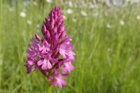 Anacamptis pyramidalis