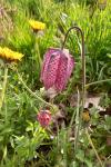 Fritillaria meleagris
