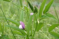 Vicia bithynica