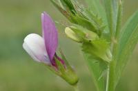 Vicia bithynica