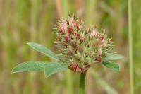 Trifolium striatum