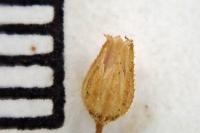 Arenaria leptoclados