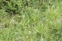 Himantoglossum hircinum