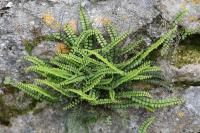 Asplenium trichomanes