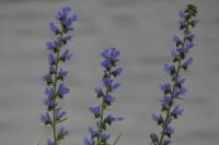 Echium vulgare
