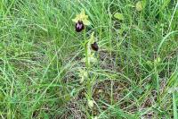 Ophrys aranifera