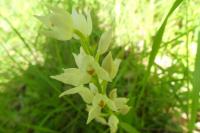 Cephalanthera longifolia