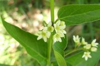 Vincetoxicum hirundinaria