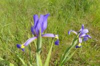 Iris germanica