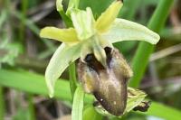 Ophrys aranifera