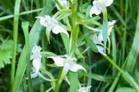 Platanthera chlorantha