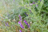 Vicia villosa