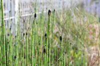 Equisetum ramosissimum