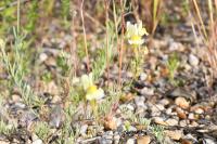 Linaria supina