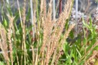 Vulpia ciliata