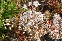 Sedum album