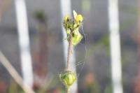 Linaria simplex