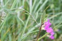 Vicia angustifolia