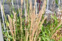 Vulpia ciliata