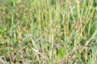 Galium parisiense