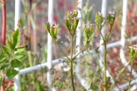 Centranthus calcitrapae