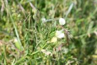 Vicia lutea