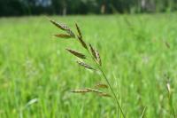 Bromus racemosus