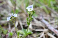 Veronica serpyllifolia