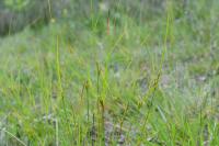 Juncus tenuis