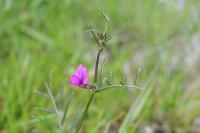 Vicia angustifolia
