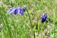 Aquilegia vulgaris