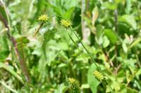 Carex lepidocarpa