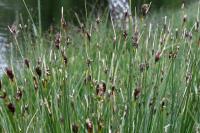 Schoenus nigricans