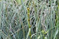 Cladium mariscus