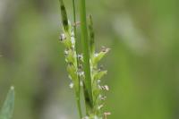 Glyceria declinata