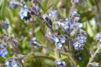 Myosotis ramosissima