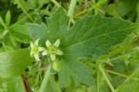 Bryonia dioica