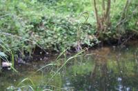 Carex pendula