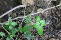 Veronica beccabunga