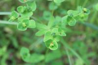 Euphorbia dulcis