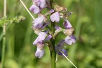 Anacamptis morio