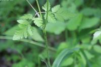 Chaerophyllum temulum