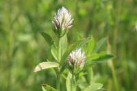 Trifolium squamosum